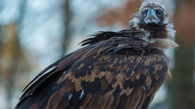 Разследват отравяне на черен лешояд край Ивайловград