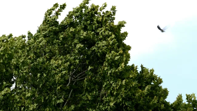 Времето утре: Разкъсана облачност и умерен вятър на изток