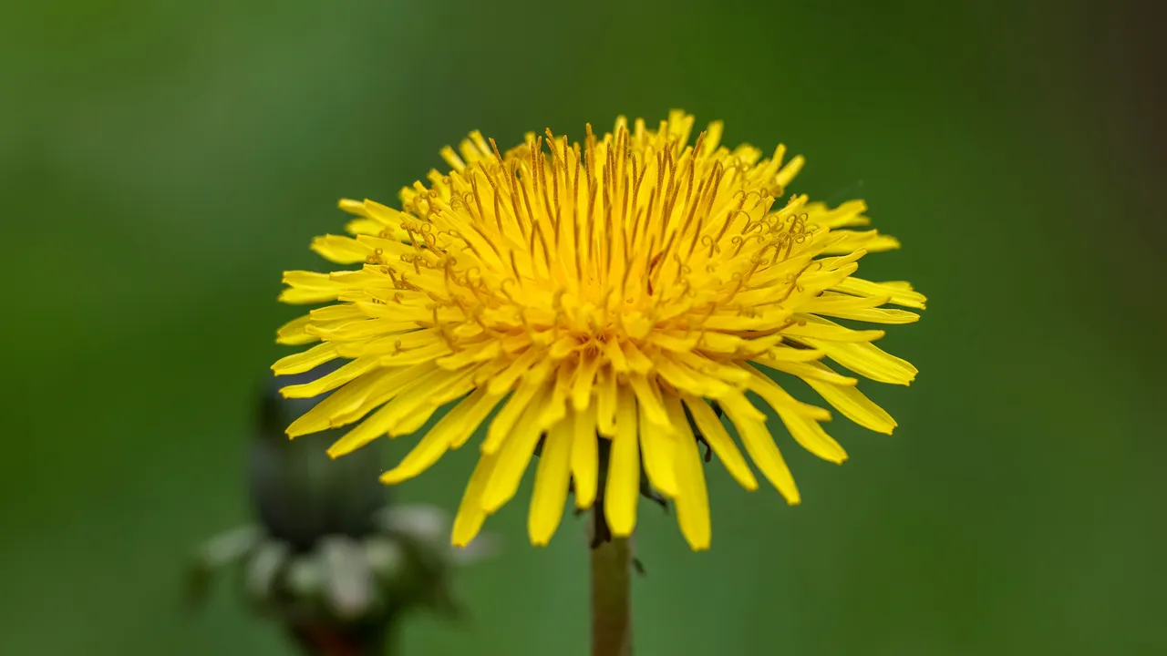 Защо не трябва да косите глухарчетата през пролетта