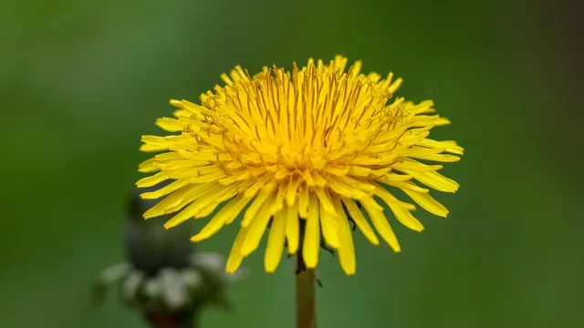 Защо не трябва да косите глухарчетата през пролетта