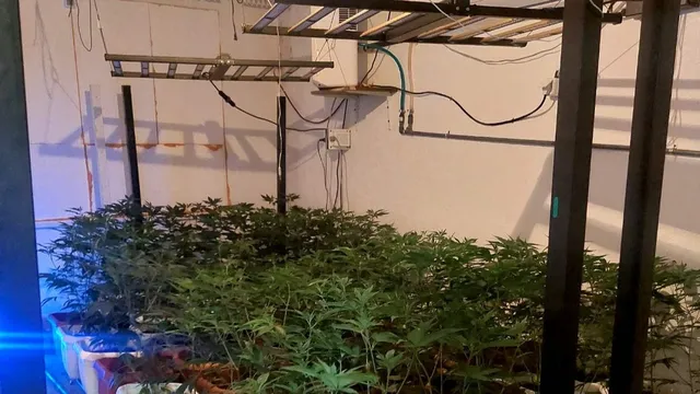 8 кг марихуана открити в изба в Бургас