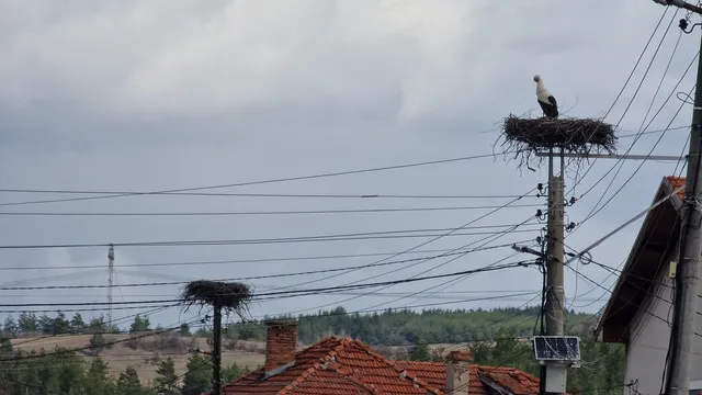 Отново може да наблюдаваме на живо гнездото на щъркелите Драго и Драга (ВИДЕО)