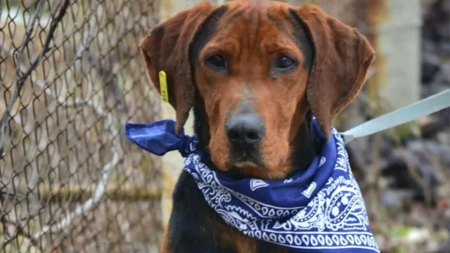 Глобиха мъж, изоставил кучето си във Видин