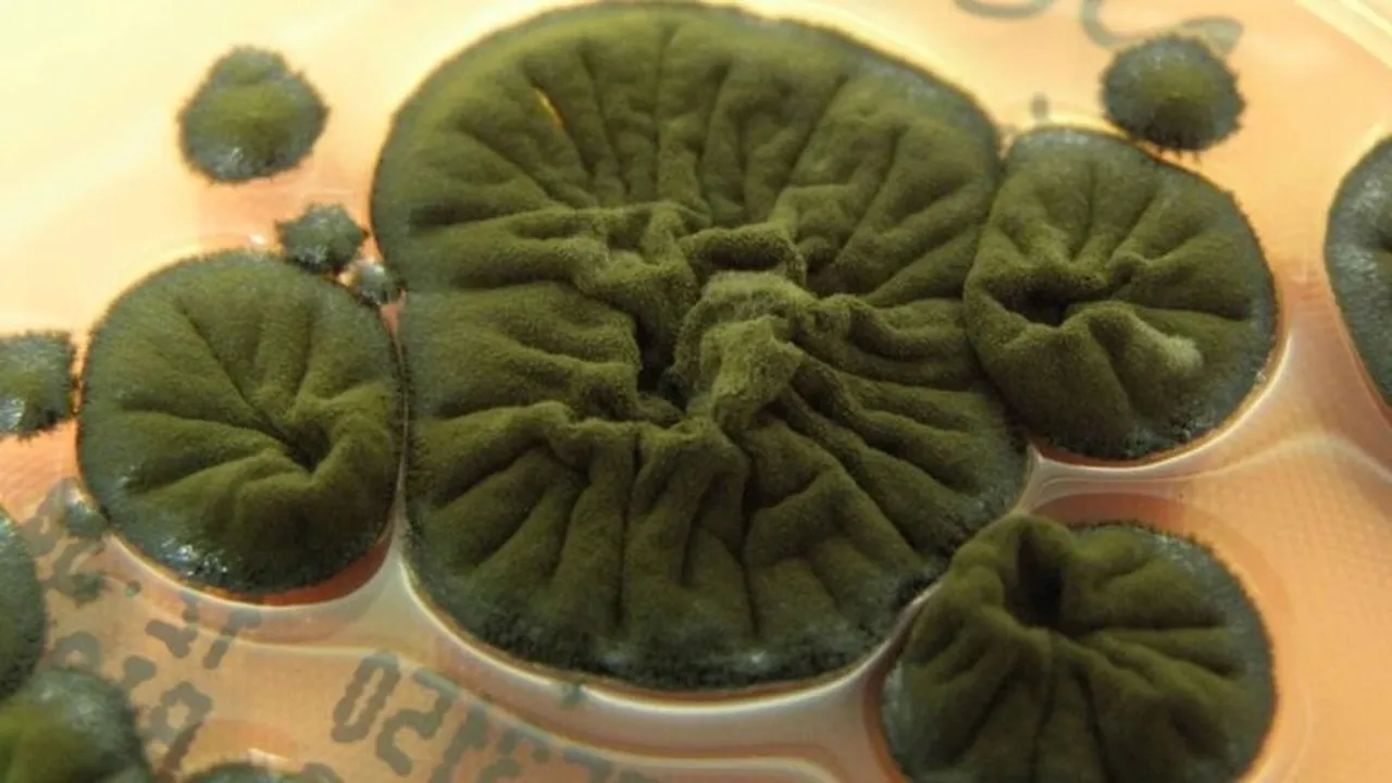 Чернобил роди „радиоактивна“ форма на живот: гъба, която може да използва радиацията