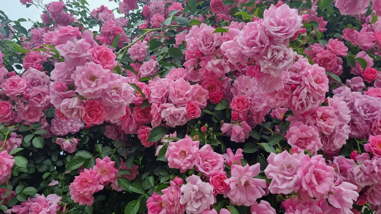 Ще остане ли България без маслодайни рози?