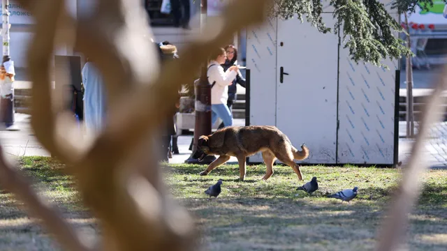 Как да помогнем на бездомно животно с един клик?