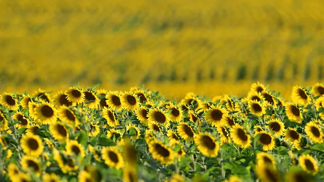 ЕК дава спешна помощ от 7,4 млн. евро за българските земеделци