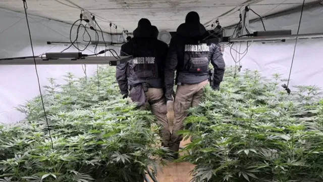 Разбиха модерна наркооранжерия в Луково. Закопчаха македонец, издирван от Интерпол