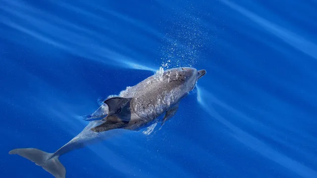 Сондажните компании в Мексиканския залив вече не са длъжни да пазят природата