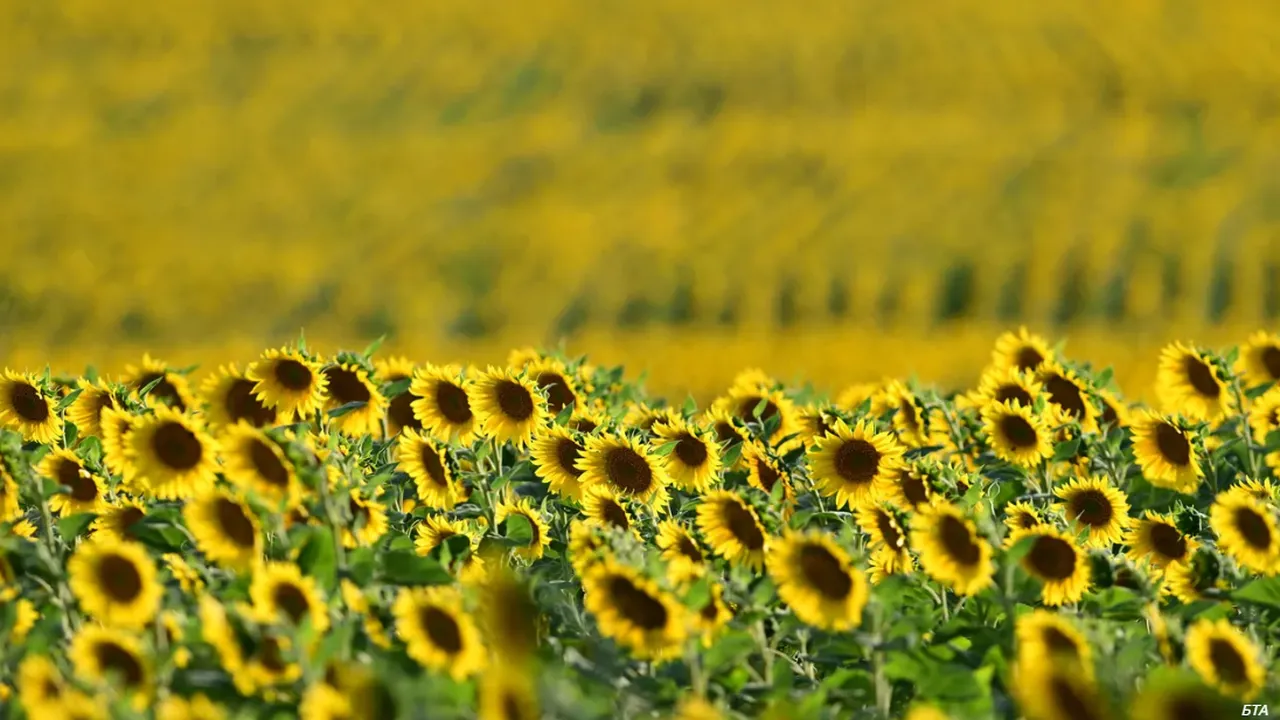 МЗХ за Кампания 2026: Земеделци, подавайте заявленията в срок