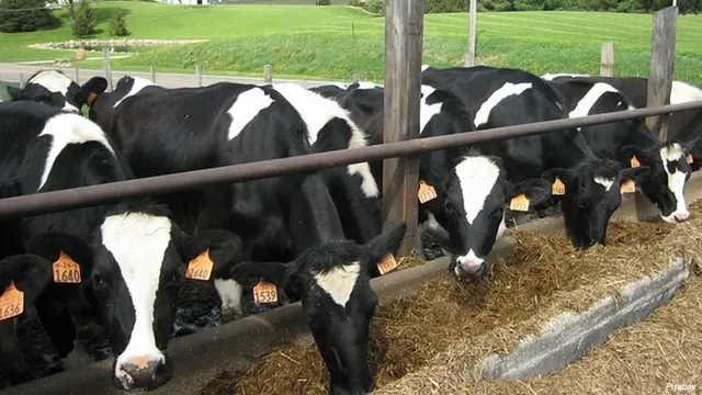 Акция "незаконно месо" продължава: Разкриха нелегален цех за производство край Луковит