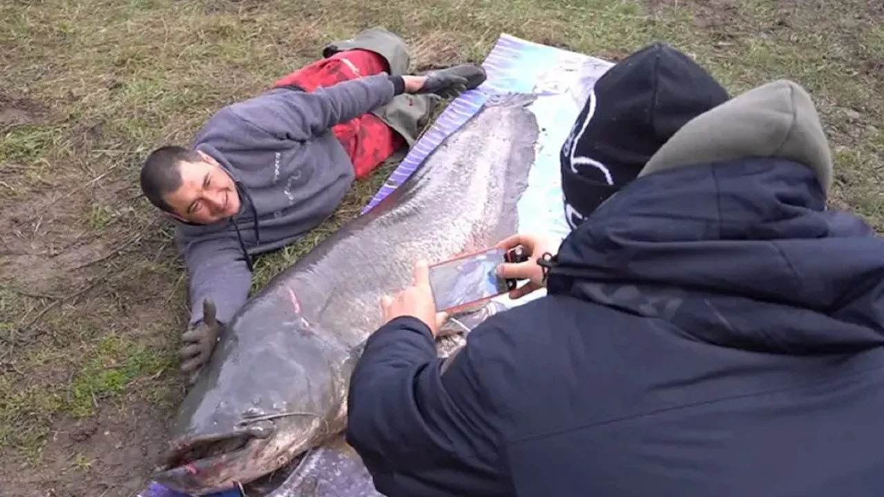 Уловиха сом 2,5 метра и 90 кг в язовир „Огоста“