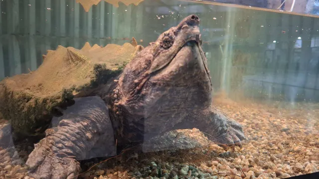 Ново попълнение в Софийския зоопарк привлича посетители