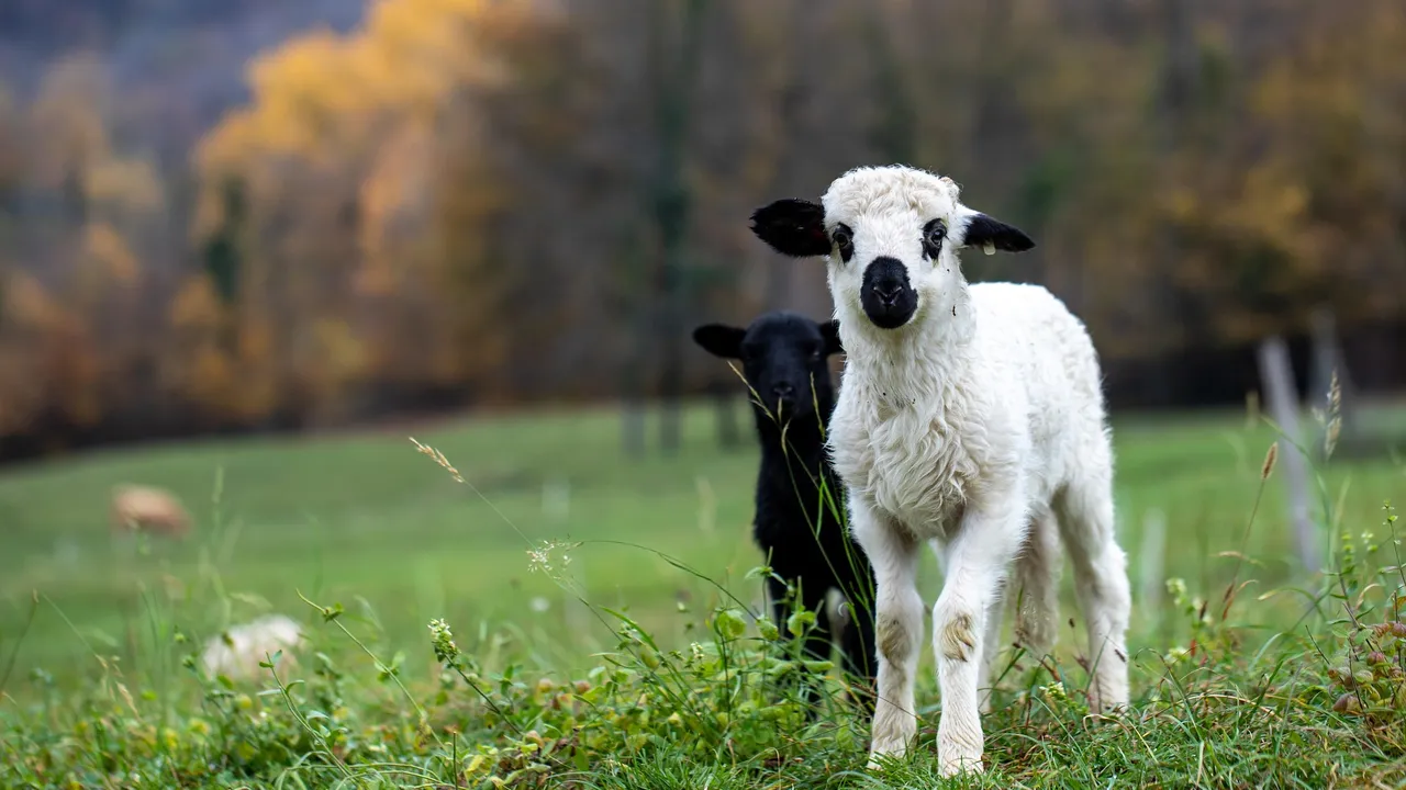 Великден без агнешко? Цените растат с до 30%