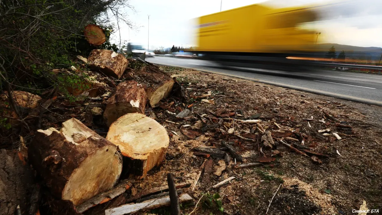 Дърво падна и уби трима в Германия