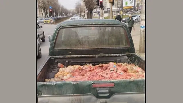 БАБХ глоби шофьор за превоз на животински вътрешности с пикап