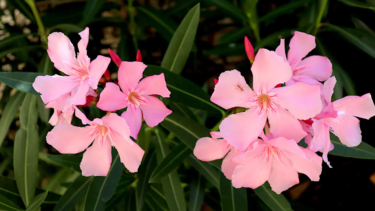 Токсично растение тревожи здравните власти в Гърция