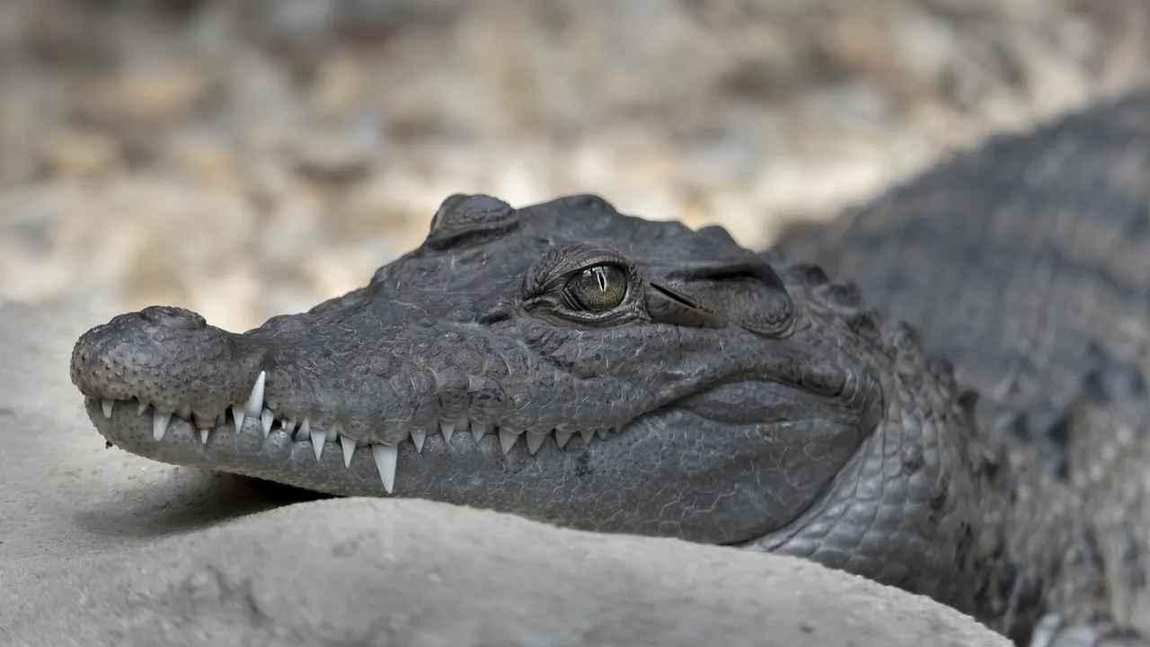 Алигатор на пистата спря излитане на самолет