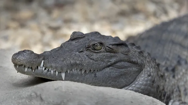 Алигатор на пистата спря излитане на самолет