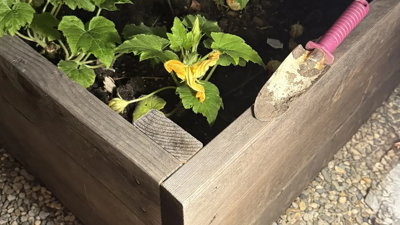 Домашната градина като обществен феномен: как градът започва да диша отново