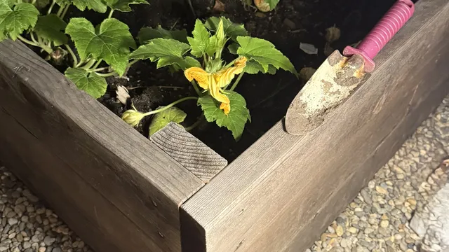 Домашната градина като обществен феномен: как градът започва да диша отново