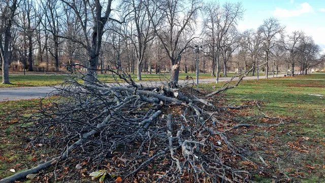 Вятърът удари София: паднали дървета върху автомобили