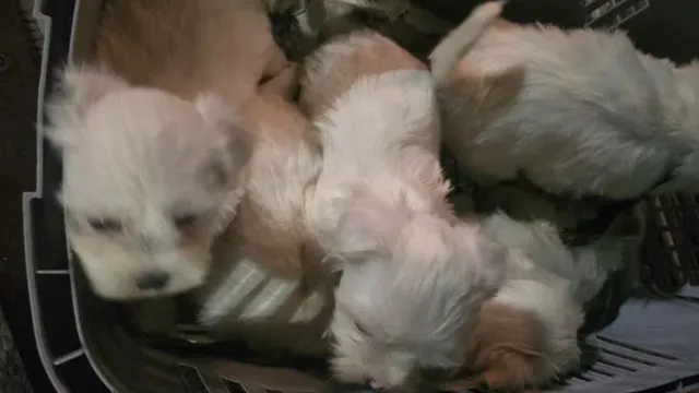 Спряха незаконен транспорт на кучета в Кресна