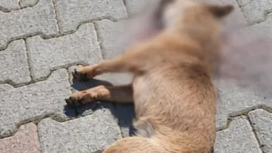 „Куче, какво от това?“: Шофьор прегази куче пред очите на детето си (СНИМКИ 18+)