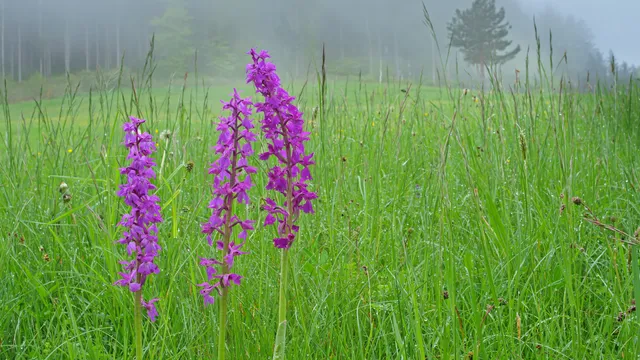 Времето на Разпети петък: облаци, дъжд и сняг