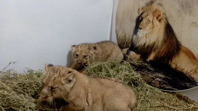 Великден и за животните: зоопаркът в Стара Загора с празнично меню