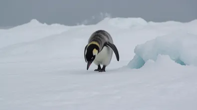 Ледът изчезва, пингвините също: тревожни данни от Антарктида