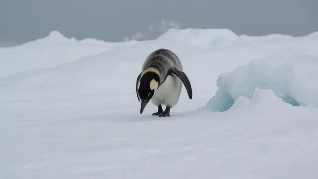 Ледът изчезва, пингвините също: тревожни данни от Антарктида