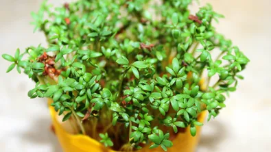 Този зеленчук е по-полезен от спанака и портокала - но рядко присъства в менюто