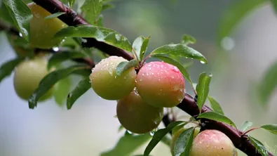 80 евро/кг - вече и джанки ли внасяме от чужбина?