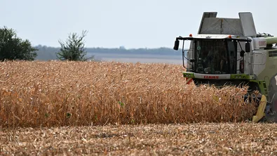 Цените на царевицата и пшеницата танцуват по ритъма на суровия петрол