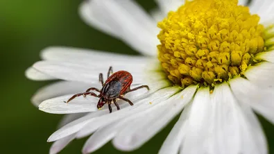 В сезона на кърлежите - как да се предпазим