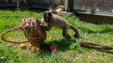 Великденска изненада за животните в Софийския зоопарк
