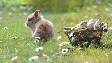 Как заекът зае място сред символите на Великден