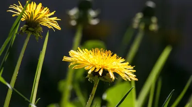 Естествен детокс за целия организъм: една билка с мощен ефект