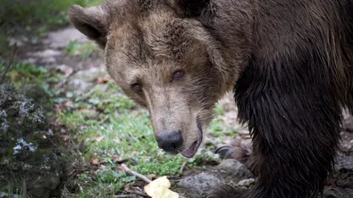 Кафява мечка се появи край язовир „Кричим“