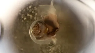 Живот след хилядолетия: учените възкресиха замръзнало от 24 000 години животно