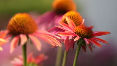 Мощна билка срещу инфекции: ехинацеята и нейните ефекти