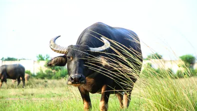Зараза в силистренско: огнище на антракс, има мъртви животни