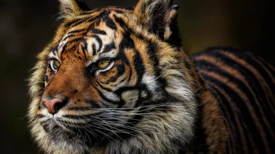 Тигър скочи сред публиката по време на цирково шоу в Русия (Видео)