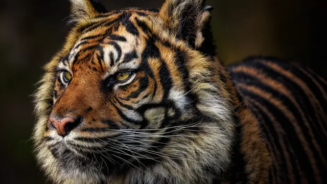 Тигър скочи сред публиката по време на цирково шоу в Русия (Видео)