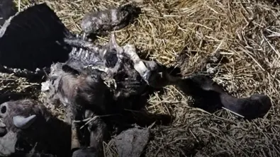 Директорът на БАБХ: Умрели животни са превръщани в мезета