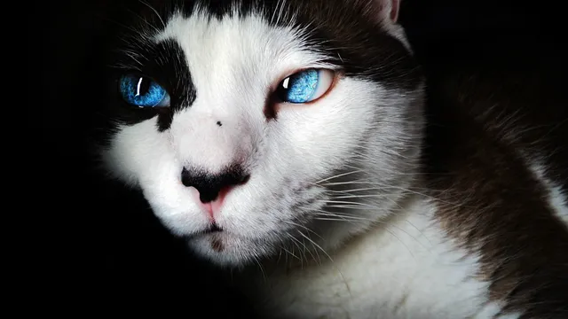 Руснак глобен заради котка, приличаща на Хитлер