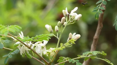 Природно решение срещу микропластмасата във водата? Учени с обещаващо откритие