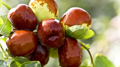 Саудитска Арабия подсладява отношенията с Бъглгария: изпрати ни 25 тона фурми