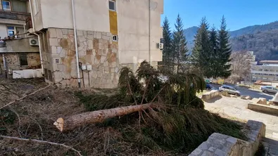 Прокуратурата проверява сечта край село Гела